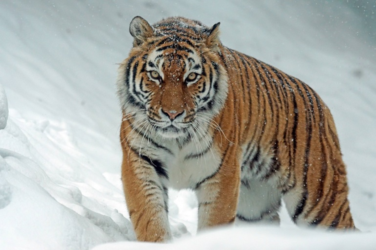 World Wildlife Day 2025